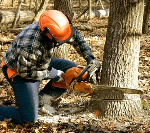 Tree Removal in North Branch, MN